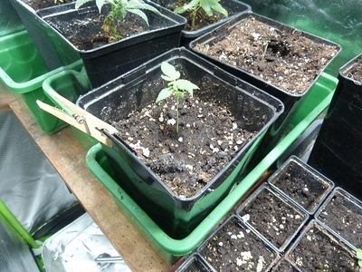 Growreport Bild 16