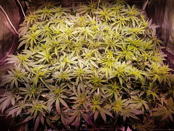 Growreport Bild 10