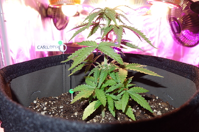 Eine junge Cannabispflanze in einem Stofftopf unter einer LED-Wachstumslampe. Ein Namensschild mit der Aufschrift "CARLOTTA" ist in der Nähe der Pflanze angebracht.