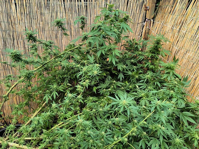 Growreport Bild 1
