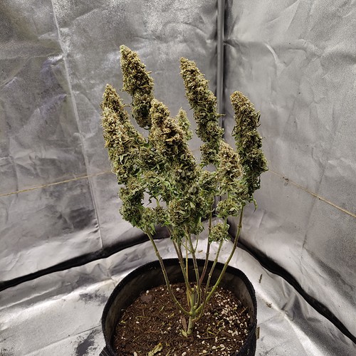 Growreport Bild 26