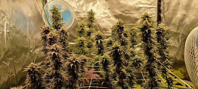 Growreport Bild 76