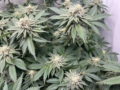 Growreport Bild 14