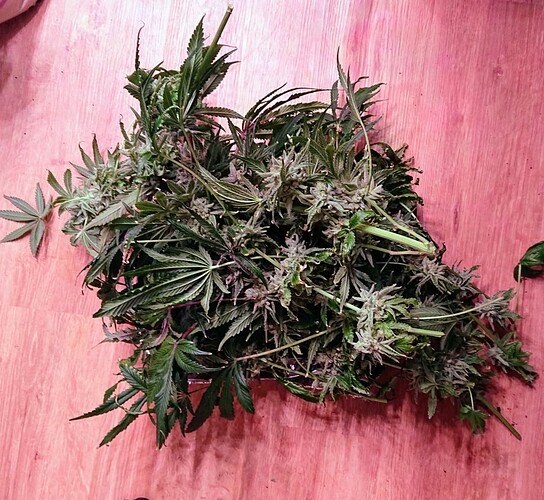 Growreport Bild 6