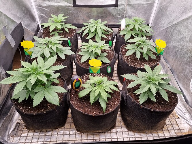 Growreport Bild 54