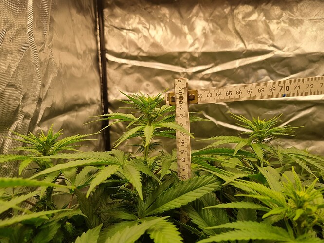 Growreport Bild 41