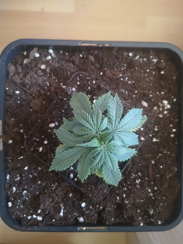 Growreport Bild 6