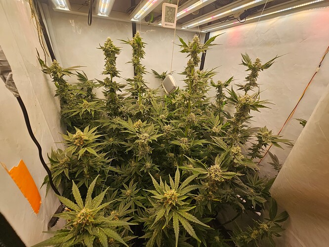 Growreport Bild 4
