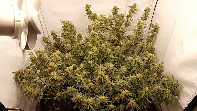 Growreport Bild 4