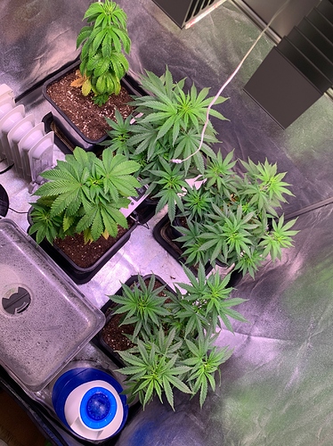 Growreport Bild 3