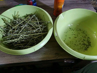 Growreport Bild 1
