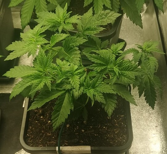 Growreport Bild 9