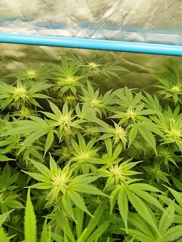 Growreport Bild 8