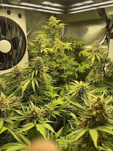 Growreport Bild 42