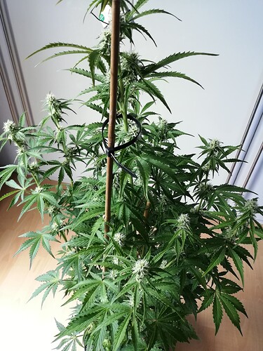 Growreport Bild 56