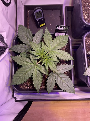 Growreport Bild 20