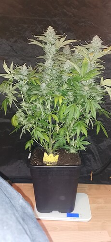Growreport Bild 33