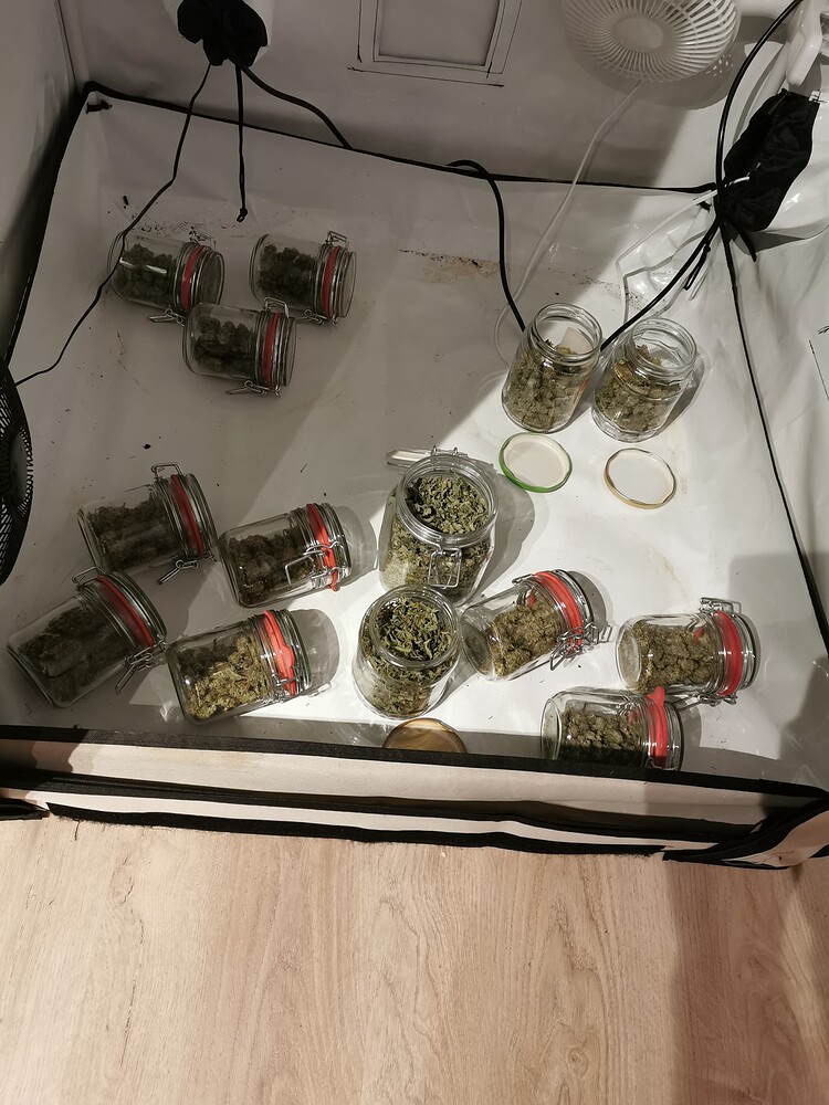 1. Grow/Green Gelato