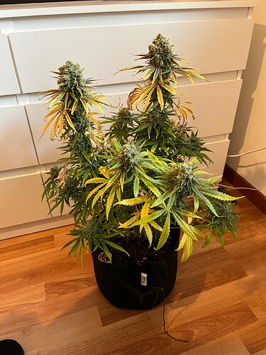 Growreport Bild 55