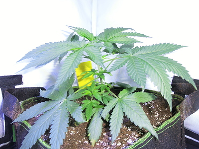 Eine junge Cannabispflanze in einem Stofftopf, die sich im Wuchs befindet. Die Pflanze hat mehrere Verzweigungen und breite, grüne Blätter. Ein gelbes Etikett ist am Stiel befestigt.