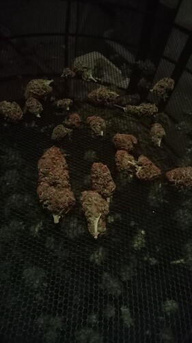 Growreport Bild 38
