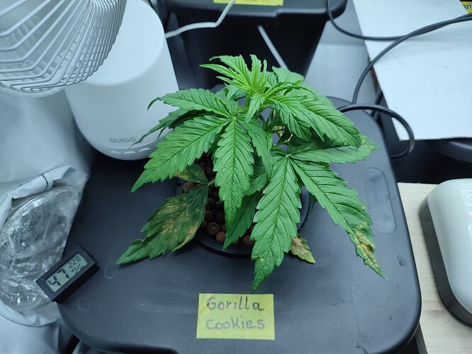 Growreport Bild 53
