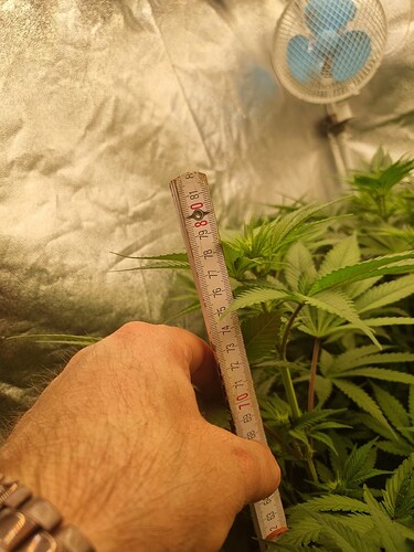 Growreport Bild 12