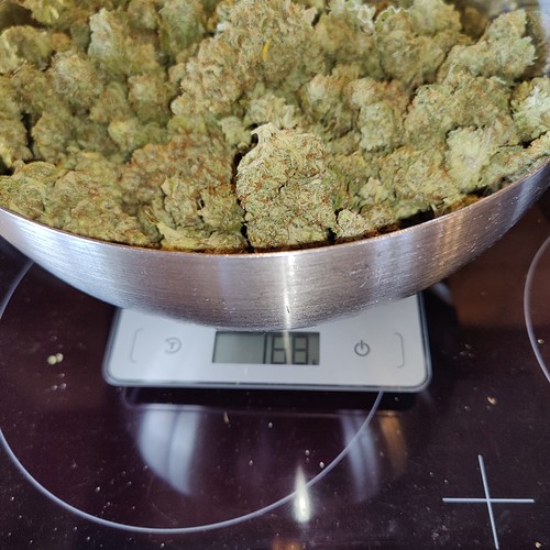 Growreport Bild 59