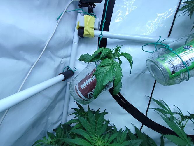 Growreport Bild 41