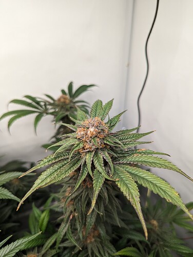Growreport Bild 27