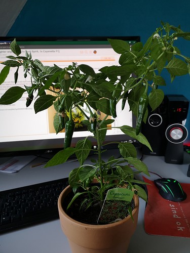 Growreport Bild 2