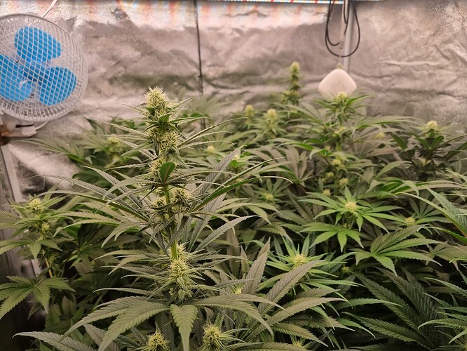 Growreport Bild 11