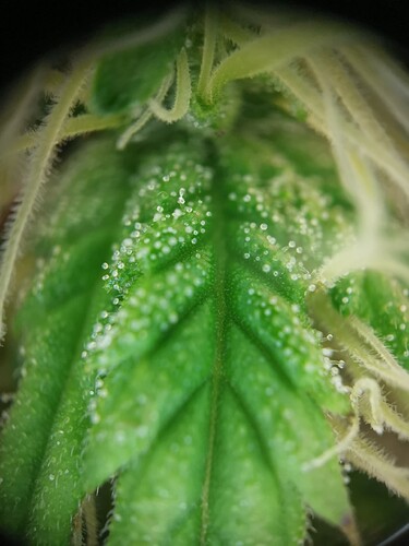 Growreport Bild 29