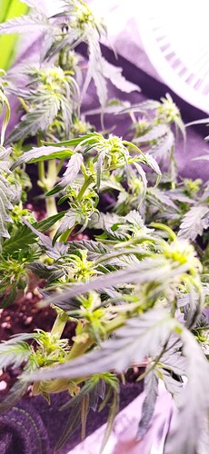Growreport Bild 68
