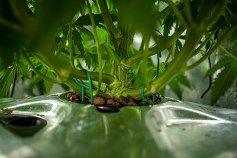 Growreport Bild 5