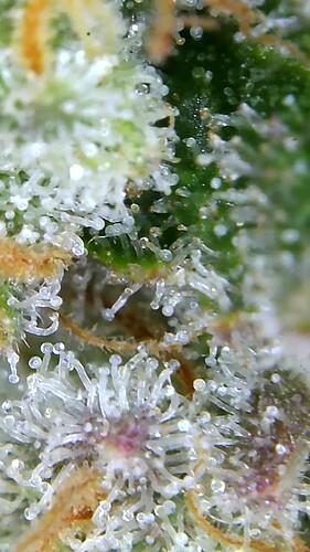 Growreport Bild 64