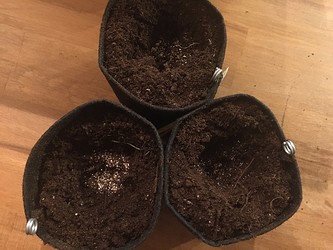 Growreport Bild 9