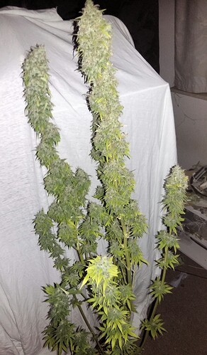 Growreport Bild 2