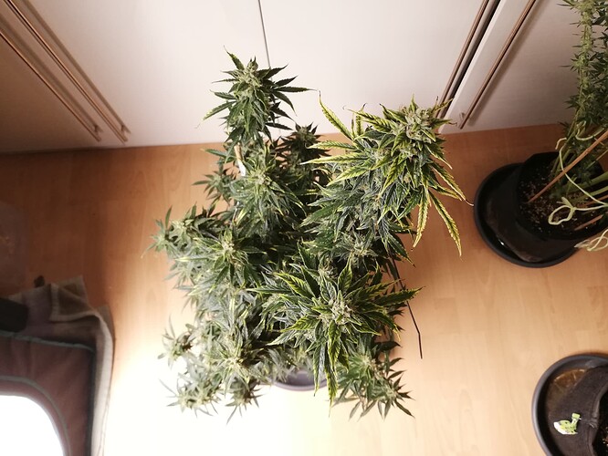 GG#1_231231-6