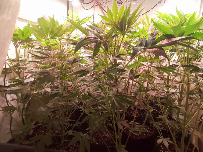 Growreport Bild 19