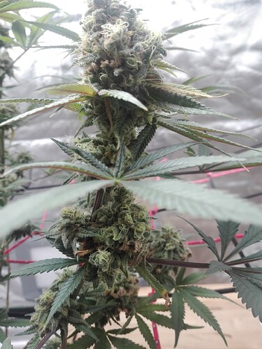 Growreport Bild 2