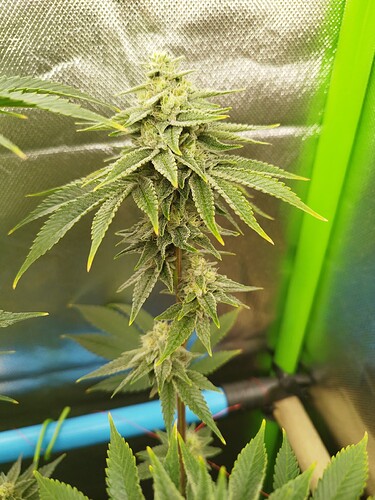 Growreport Bild 3