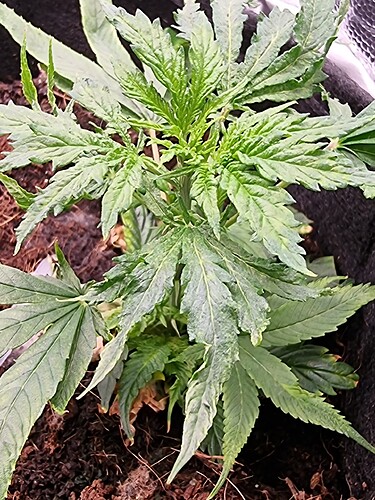 Growreport Bild 11