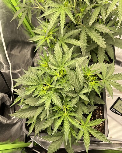 Growreport Bild 27