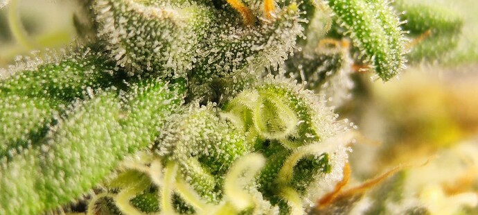 Growreport Bild 9