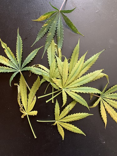 Growreport Bild 17