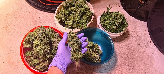Growreport Bild 3