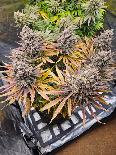 Growreport Bild 23