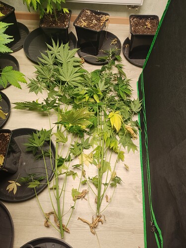 Growreport Bild 4