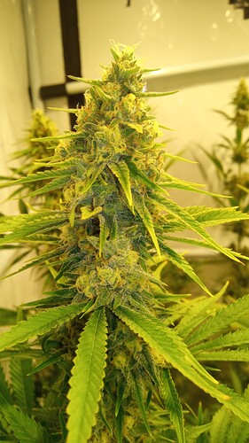 Growreport Bild 6